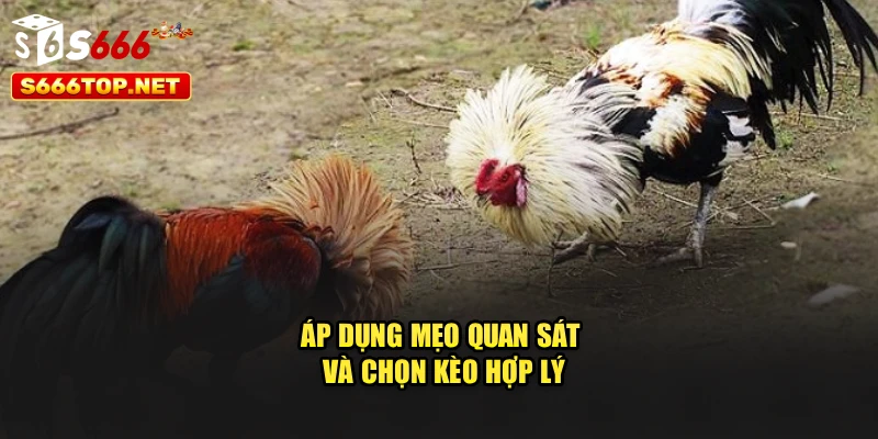 Áp dụng mẹo quan sát và chọn kèo hợp lý