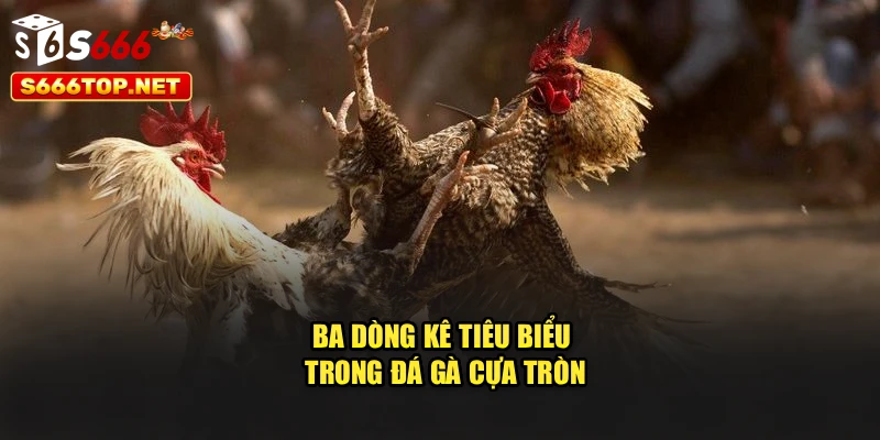 Ba dòng kê tiêu biểu trong đá gà cựa tròn