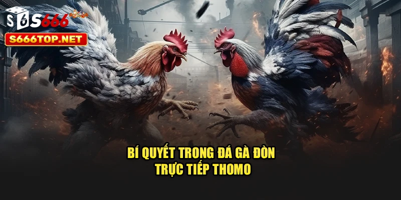 Bí quyết trong đá gà đòn trực tiếp Thomo