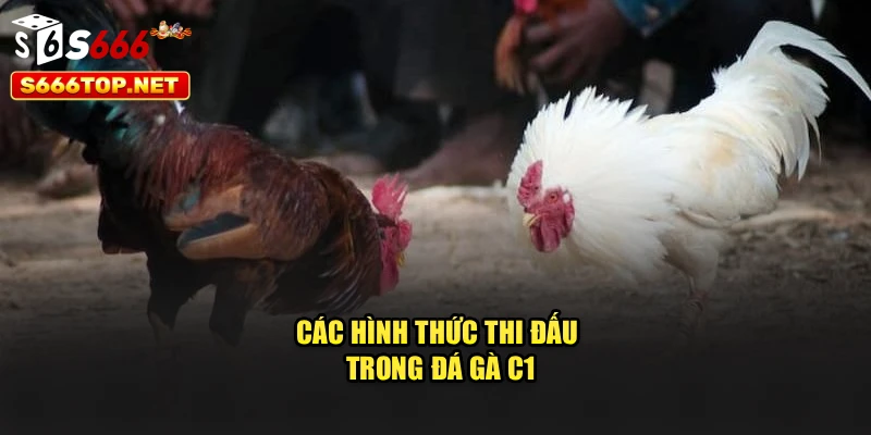 Các hình thức thi đấu trong đá gà C1