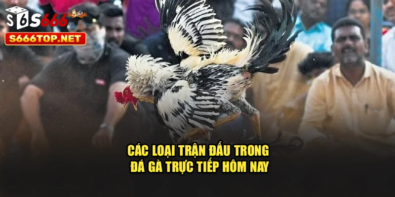 Các loại trận đấu trong đá gà trực tiếp hôm nay