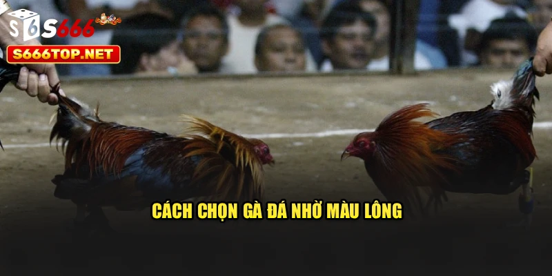 Cách chọn gà đá nhờ màu lông
