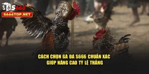 Cách Chọn Gà Đá S666 Chuẩn Xác Giúp Nâng Cao Tỷ Lệ Thắng