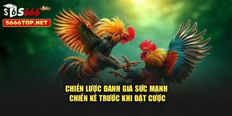 Chiến lược đánh giá sức mạnh chiến kê trước khi đặt cược