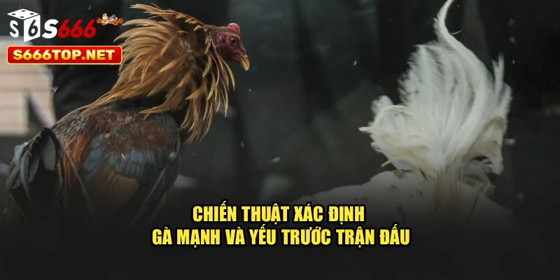 Chiến thuật xác định gà mạnh và yếu trước trận đấu