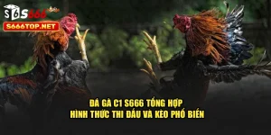 Đá Gà C1 S666 – Tổng Hợp Hình Thức Thi Đấu Và Kèo Phổ Biến