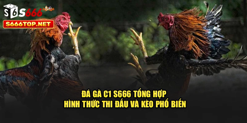 Đá Gà C1 S666 – Tổng Hợp Hình Thức Thi Đấu Và Kèo Phổ Biến