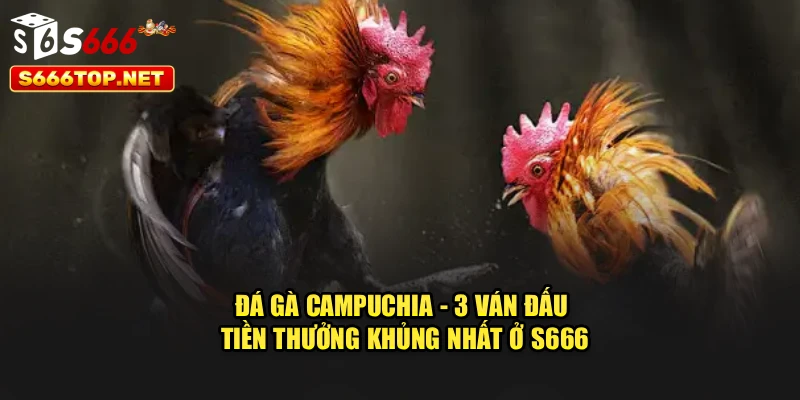 Đá Gà Campuchia - 3 Ván Đấu Tiền Thưởng Khủng Nhất Ở S666