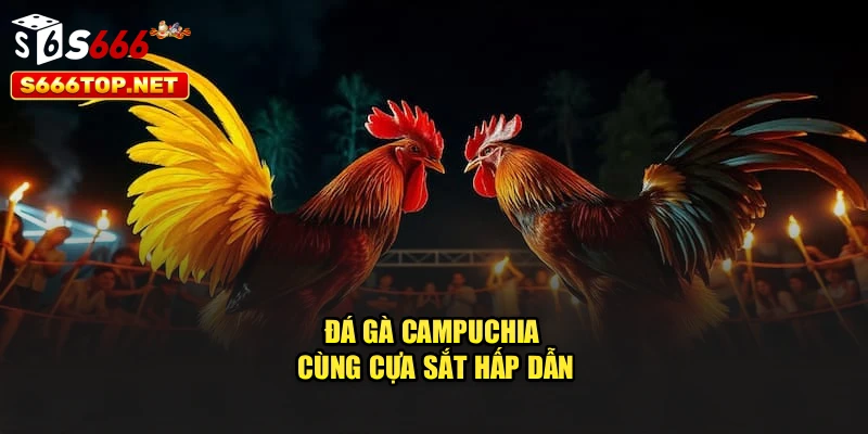 Đá gà Campuchia cùng cựa sắt hấp dẫn
