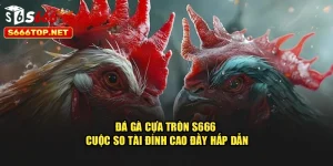 Đá Gà Cựa Tròn S666 – Cuộc So Tài Đỉnh Cao Đầy Hấp Dẫn