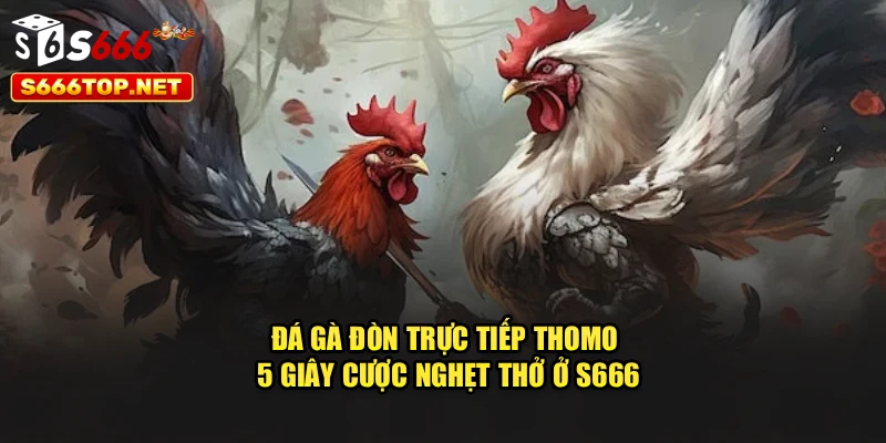 Đá Gà Đòn Trực Tiếp Thomo - 5 Giây Cược Nghẹt Thở Ở S666
