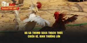Đá Gà Thomo S666 – Thách Thức Chiến Kê, Rinh Thưởng Lớn