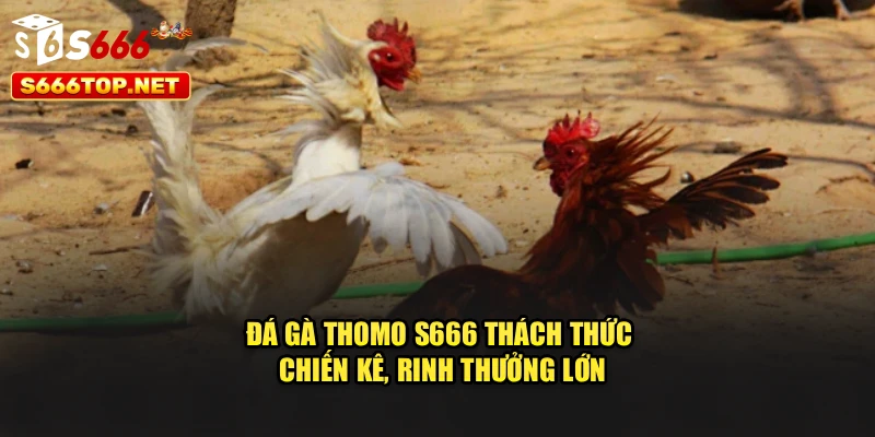 Đá Gà Thomo S666 – Thách Thức Chiến Kê, Rinh Thưởng Lớn