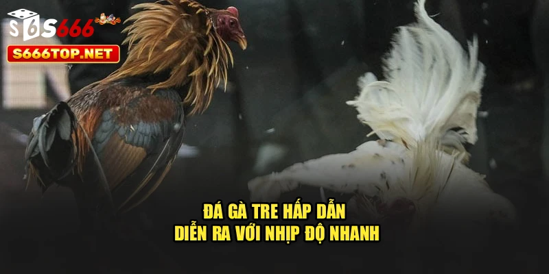 Đá gà tre hấp dẫn, diễn ra với nhịp độ nhanh