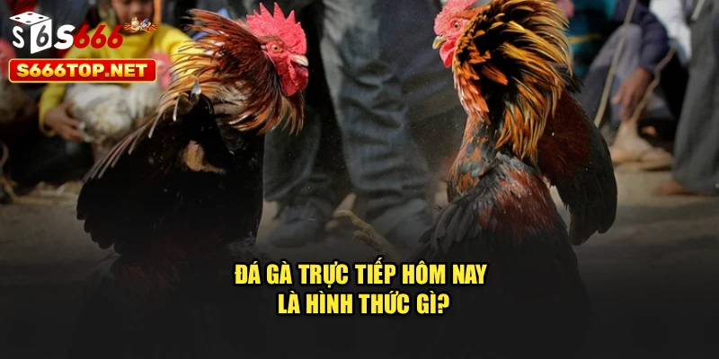 Đá gà trực tiếp hôm nay là hình thức gì?