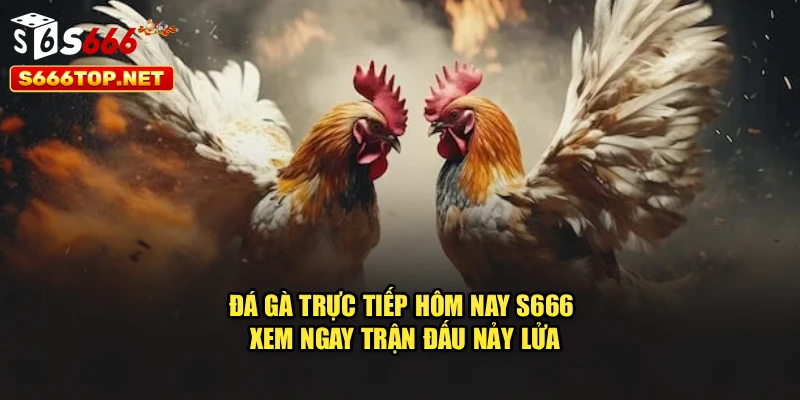 Đá Gà Trực Tiếp Hôm Nay S666 – Xem Ngay Trận Đấu Nảy Lửa
