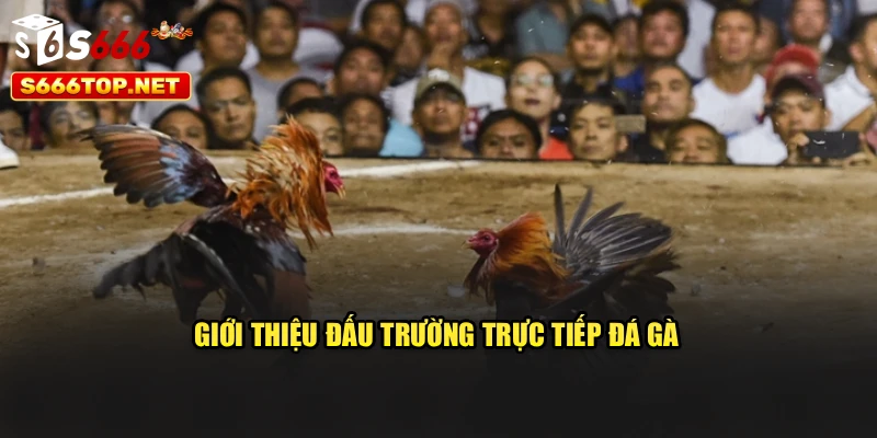 Giới thiệu đấu trường trực tiếp đá gà