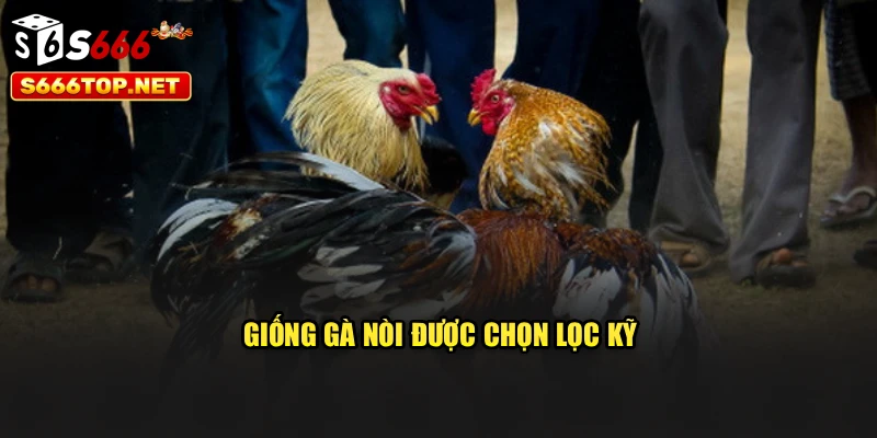 Giống gà nòi được chọn lọc kỹ
