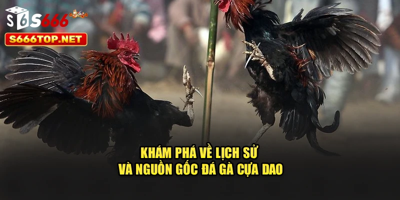 Khám phá về lịch sử và nguồn gốc đá gà cựa dao