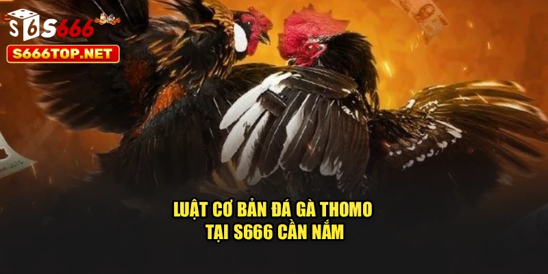 Luật cơ bản đá gà thomo tại S666 cần nắm