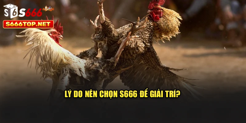 Lý do nên chọn S666 để giải trí?