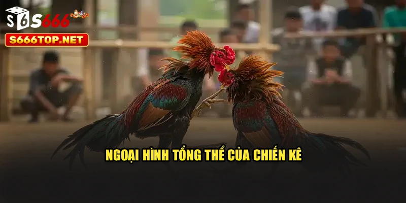 Ngoại hình tổng thể của chiến kê