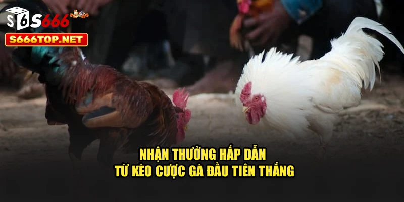 Nhận thưởng hấp dẫn từ kèo cược gà đầu tiên thắng