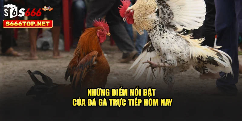 Những điểm nổi bật của đá gà trực tiếp hôm nay