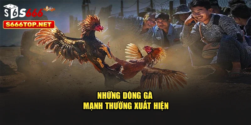 Những dòng gà mạnh thường xuất hiện