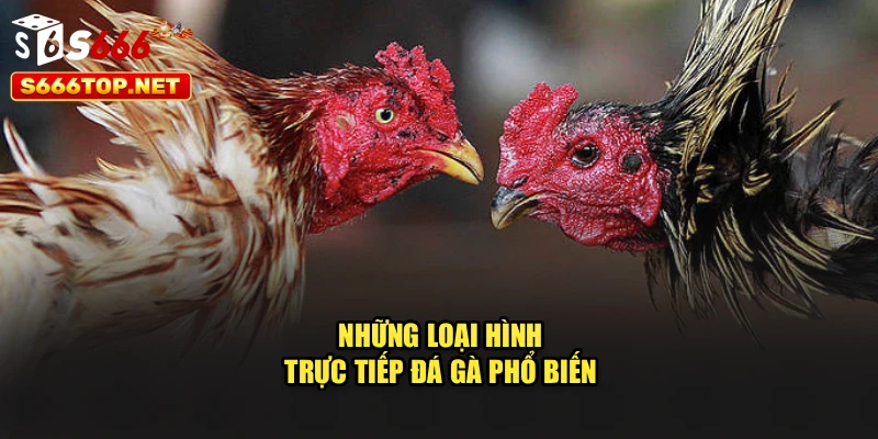 Những loại hình trực tiếp đá gà phổ biến