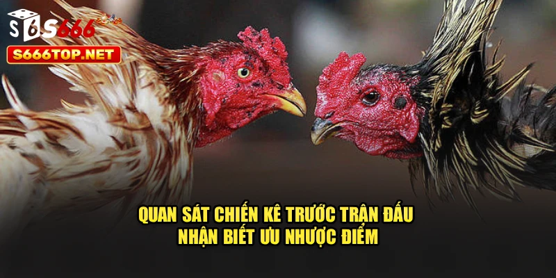 Quan sát chiến kê trước trận đấu nhận biết ưu nhược điểm