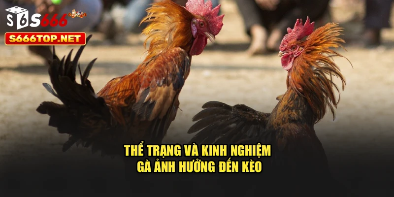 Thể trạng và kinh nghiệm gà ảnh hưởng đến kèo