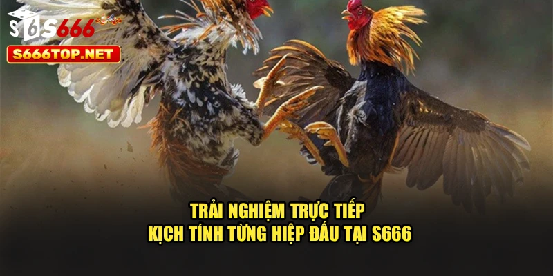 Trải nghiệm trực tiếp, kịch tính từng hiệp đấu tại S666