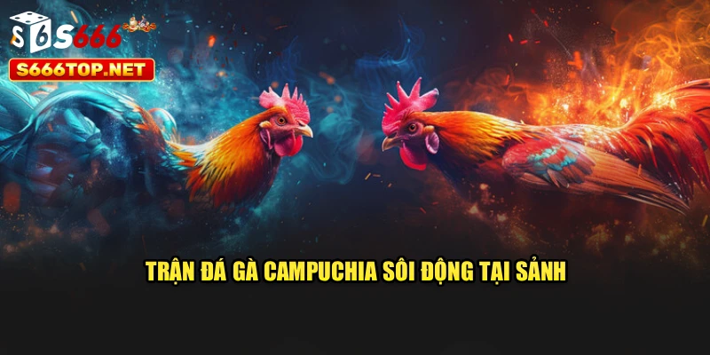 Trận đá gà Campuchia sôi động tại sảnh