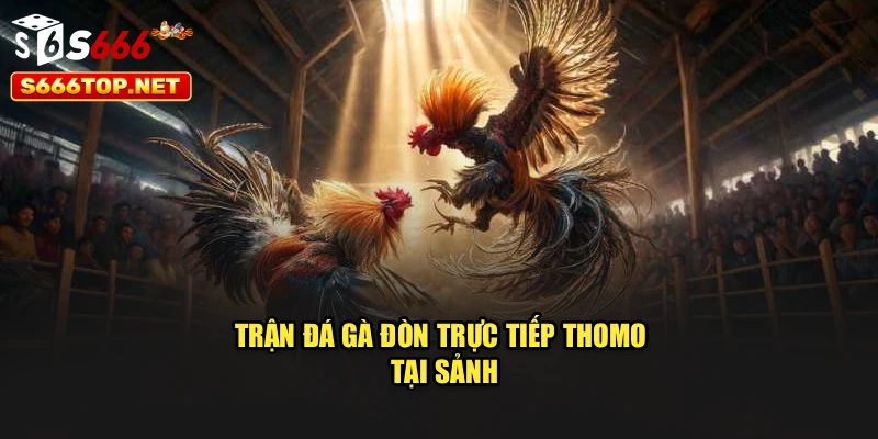 Trận đá gà đòn trực tiếp Thomo tại sảnh