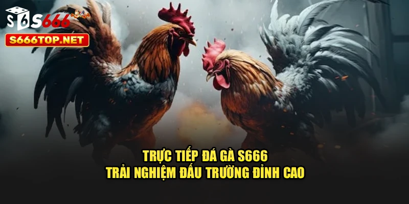 Trực Tiếp Đá Gà S666 – Trải Nghiệm Đấu Trường Đỉnh Cao