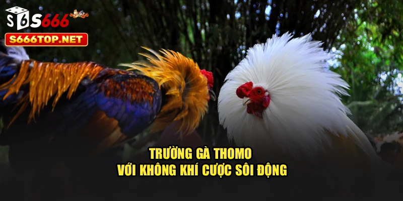Trường gà Thomo với không khí cược sôi động